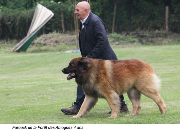 De la foret des amognes - des nouvelles de Farouk