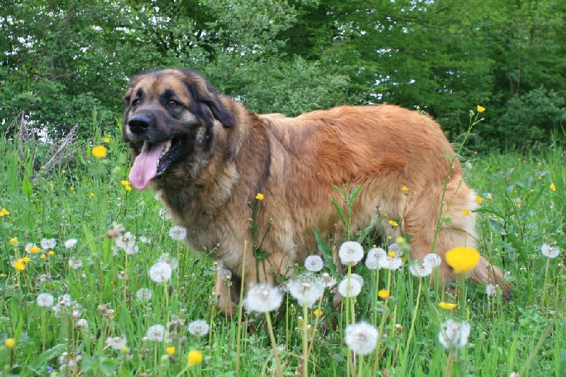 Reisha De la foret des amognes