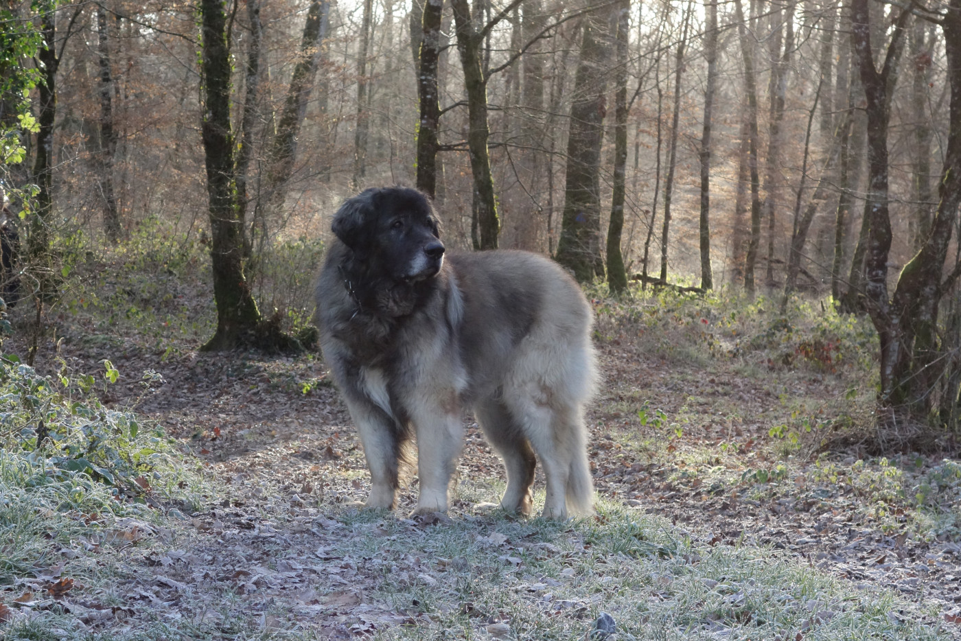 De la foret des amognes - Belle année 2026 - Nisan des Neiges de Chantelouve (dit Nils) photo prise le 1er janvier 2026